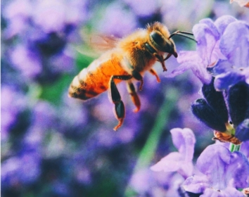 A close up image of a bee about to land on a bright purple flower.