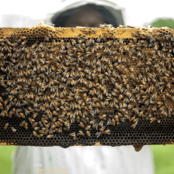 Image shows a person in a bee suit holding up a super from a bee hive which has thousands of bees on it.