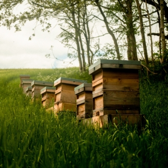 A group of hives in an apiary, there are trees in the background of the photo and the hives are on a slight hill