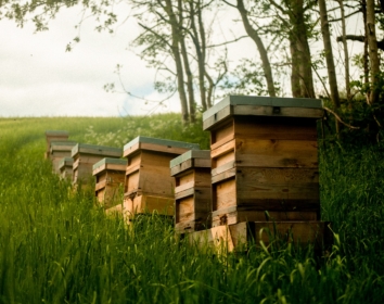 A group of hives in an apiary, there are trees in the background of the photo and the hives are on a slight hill