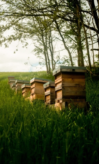 The picture shows a row of hives on a slight hill, there are some trees in the background