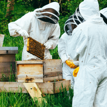 image of a beekeeper opening a hive and delivering an experience day